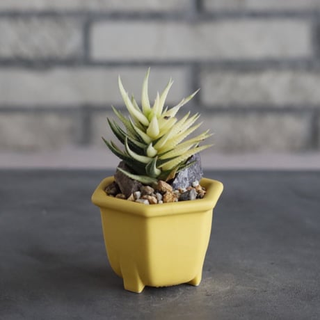 Haworthia 鼓笛錦 × nos pot (2号)   no.712/39