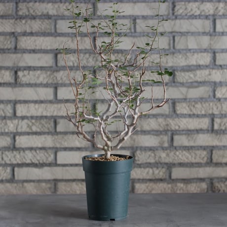 Commiphora sinuata (4号)  no.719/137