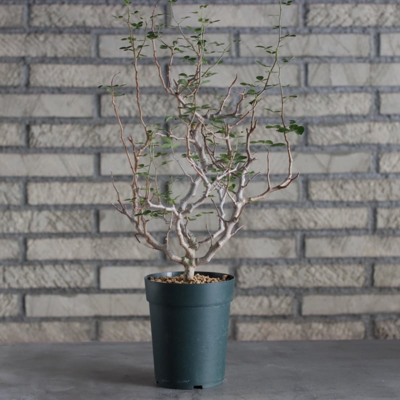 Commiphora sinuata (4号) no.719/137 | 芽の巣山