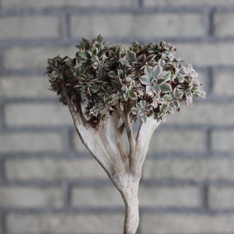 Aeonium arboreum ‘Sunburst’ × N/OH (4号)  no.920/8