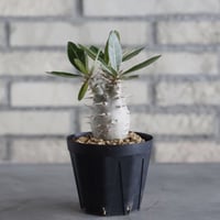 Pachypodium cactipes (3号鉢)  no.705/118