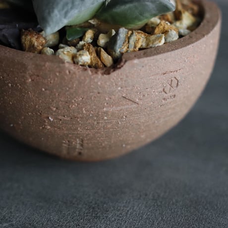 Ariocarpus 疣青磁牡丹 × N/OH (4.5号)  no.927/55