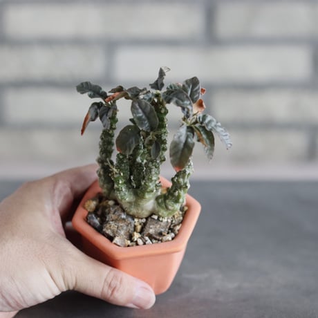 Dorstenia foetida × nos pot (2号)  no.712/35