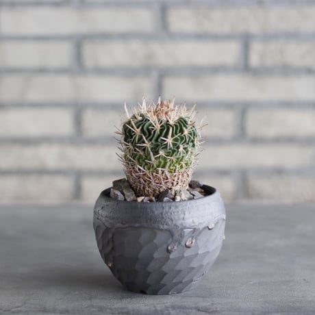 Echinofossulocactus kellerianus (剣恋玉) × N/OH (3.5号) no.1004/95