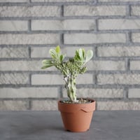Euphorbia nivulia (2.5号) ＋YAMABACHI  no.830/15