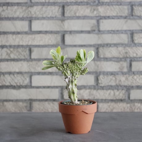 Euphorbia nivulia (2.5号) ＋YAMABACHI  no.830/15