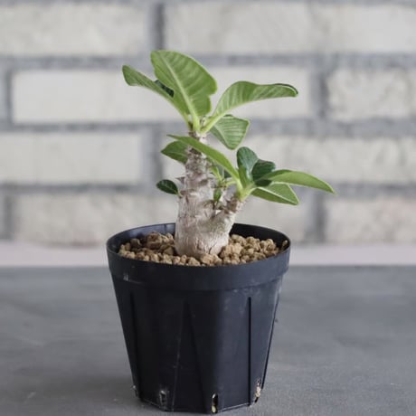 Pachypodium windsorii (3号鉢)  no.705/112
