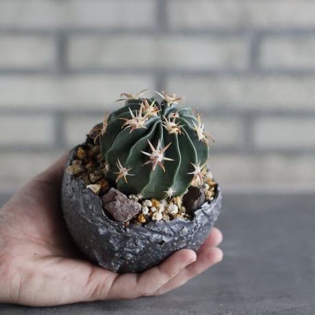 Ferocactus latispinus (日出丸) × takero pot (3.5号)  no.920/39