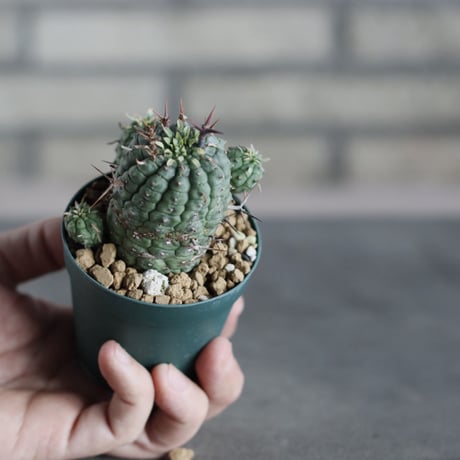 Euphorbia stellispina / 群星冠 (2.5号鉢)  no.719/166