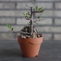 Bursera schlechtendalii × YAMABACHI (3号)  no.927/63