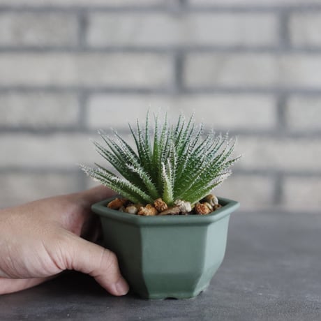 Aloe haworthioides × nos pot (3.5号)  no.927/74