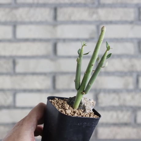 Euphorbia damarana (3号鉢)  no.705/141