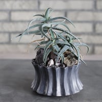 Aloe acutissima × soso (4.5号)  no.719/46