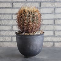 Ferocactus johnstonianus × 陶器鉢(6号)  no.712/5