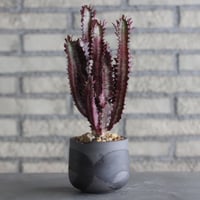 Euphorbia enopla (紅彩閣) × N/OH (3.5号)  no.920/12