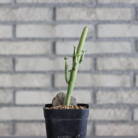 Euphorbia damarana (3号鉢)  no.705/142