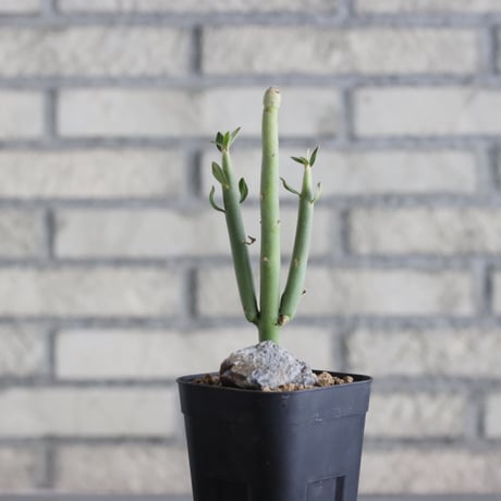 Euphorbia damarana (3号鉢)  no.705/141