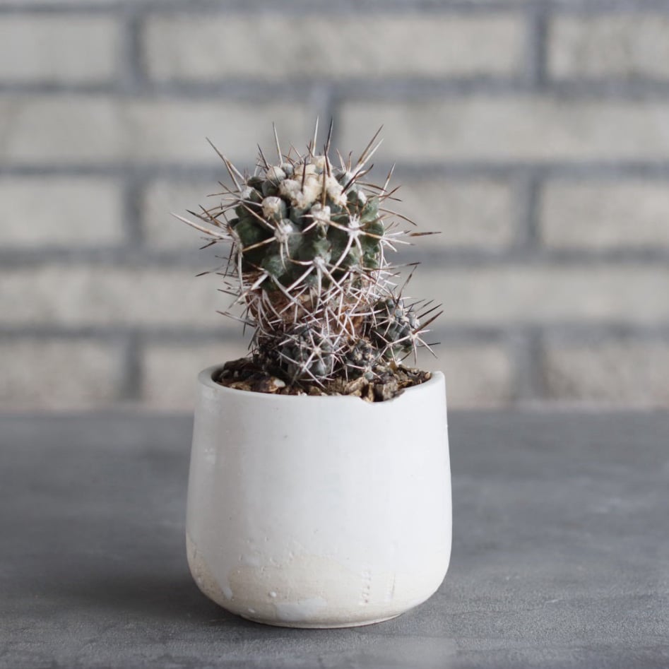 Copiapoa carrizalensis × N/OH (3号) no.1004/96