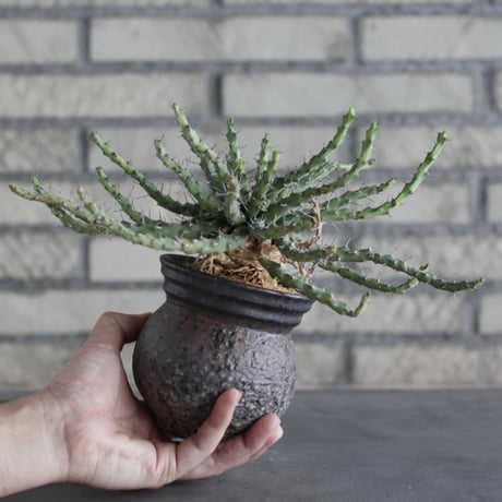【The One】Euphorbia actinoclada × 中川智治 / ASHFIELD LABORATORY (3.5号)  no.823/7