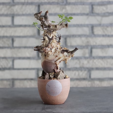 Commiphora kataf ver.turkanensis × N/OH(3号)  no.906/5