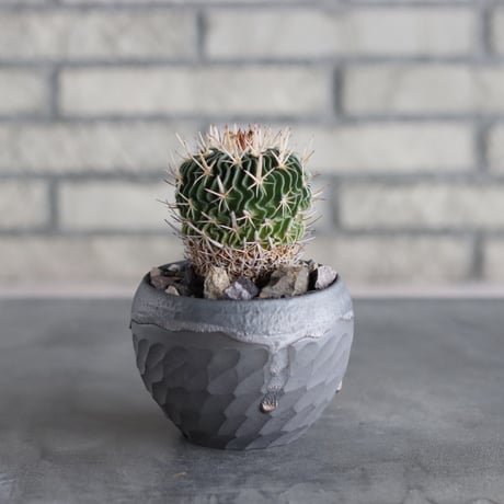 Echinofossulocactus kellerianus (剣恋玉) × N/OH (3.5号)  no.712/15