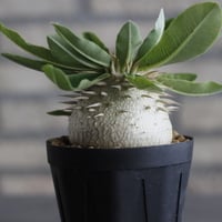 Pachypodium enigmaticum (3号鉢)  no.705/128