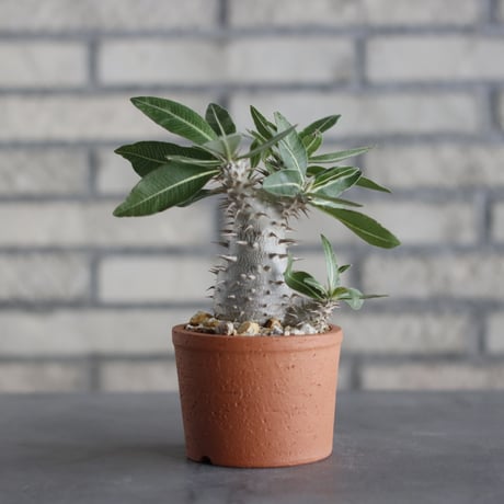 N/OH-TERRACOTTA MIX × Pachypodium Makayense (3号)  no.730/12