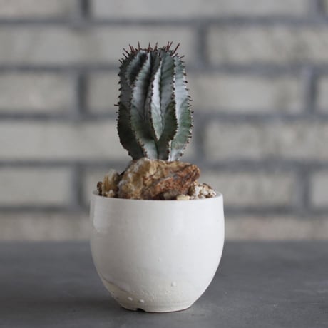 Euphorbia polygona × horrida × N/OH (3号)  no.920/25