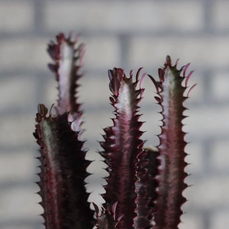 Euphorbia enopla (紅彩閣) × N/OH (3.5号)  no.920/12