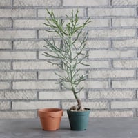 Euphorbia arahaka (3号) ＋YAMABACHI  no.830/1