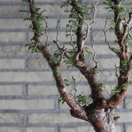 Commiphora monstrosa (5号鉢)  no.705/88