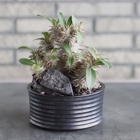 Pachypodium 恵比寿大黒×makayense × Yuta Uchida (4.5号)   no.712/18