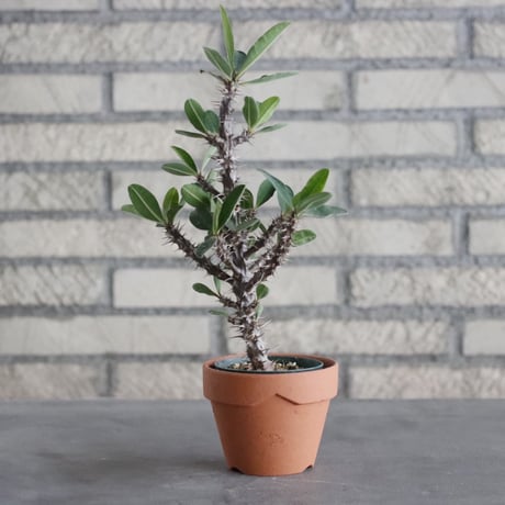 Euphorbia hyb.'WineRed' (2.5号) ＋YAMABACHI  no.830/9