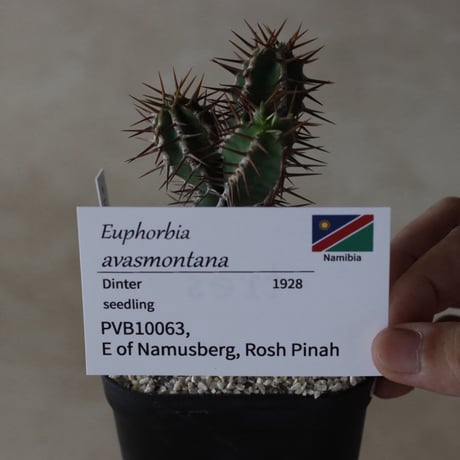 【tres】Euphorbia avasmontana (3.5号)  no.816/38