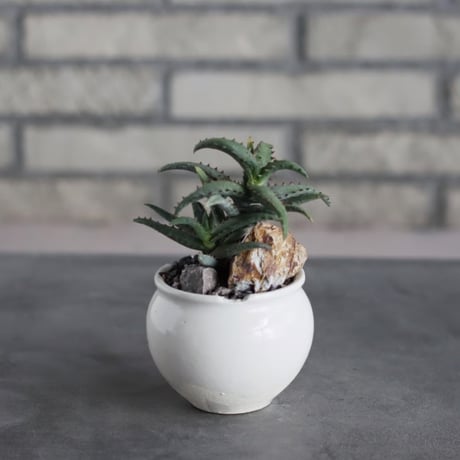 Aloe Castilloniae × N/OH (3号)  no.719/48