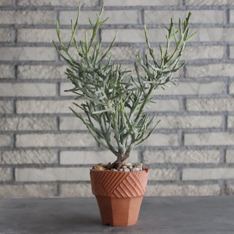 Euphorbia enterophora  × N/OH(4号)  no.906/1