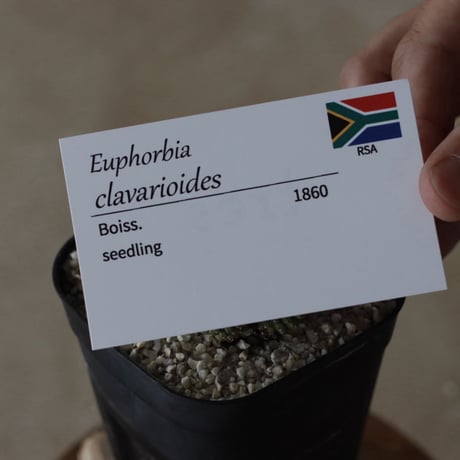 【tres】Euphorbia clavarioides (3号)  no.816/19