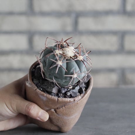 Echinocactus horizonthalonius × Mie Maeda (3号鉢)  no.1004/97