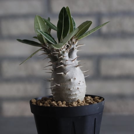 Pachypodium cactipes (3号鉢)  no.705/118