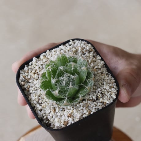 【tres】Haworthia semiviva (3号)  no.816/14