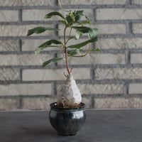 【The One】ipomoea bullata × 安西岳郎 / 中川智治 (3号)  no.823/5