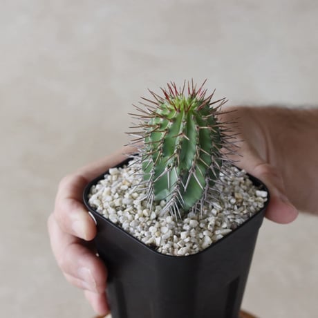 【tres】Euphorbia fruticosa (3号)  no.816/53