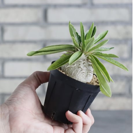 Pachypodium enigmaticum (3号鉢)  no.705/130