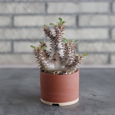 Pachypodium makayense × 備前鉢 (3号)   no.712/19