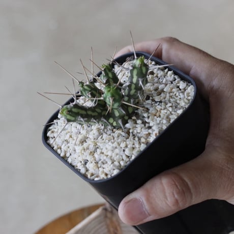 【tres】Euphorbia actinoclada (3号)  no.816/30