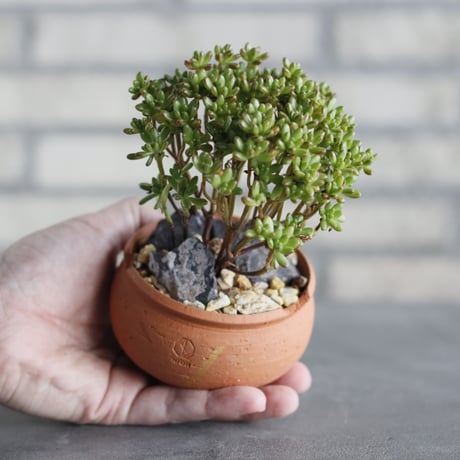 N/OH-TERRACOTTA MIX × Aeonium sedifolium / 小人の祭 (3号) no.730/6