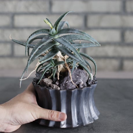 Aloe acutissima × soso (4.5号)  no.719/46