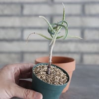 Aloe millotii (2.5号) ＋YAMABACHI  no.830/29