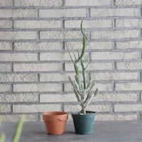 Euphorbia enterophora (3号) ＋YAMABACHI  no.830/4