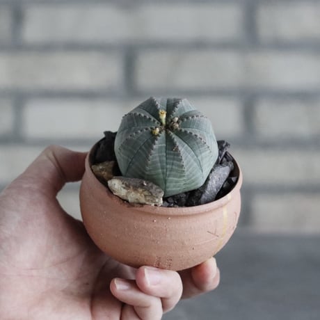 Euphorbia obesa × N/OH (3号)  no.906/58